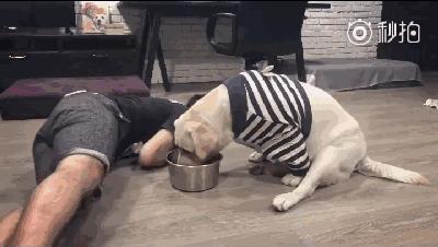 铲屎官奋不顾身保护宠物,铲屎官和狗日常行为