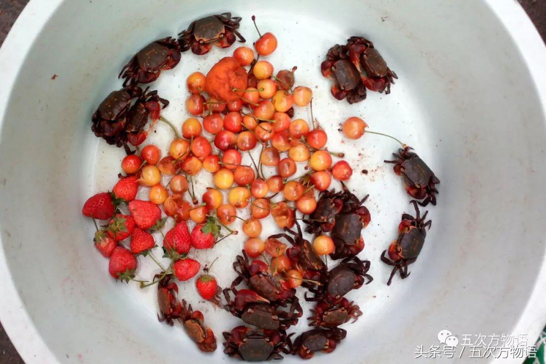 车厘子几月份成熟,车厘子的营养价值与作用