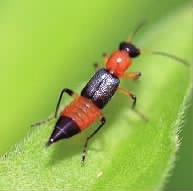 最近隐翅虫频现,多人“中招”进医院