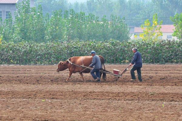 农村里养牛俗语“前裆能放斗，后裆放下手”，这样最适合耕地