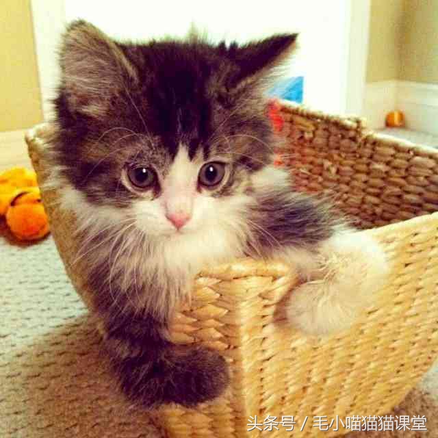 猫咪先天前腿残疾,猫咪前爪骨折自救方法