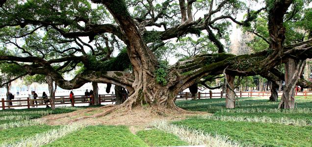 金钱榕树怎么能长得又大又旺,榕树和摇钱树有什么区别