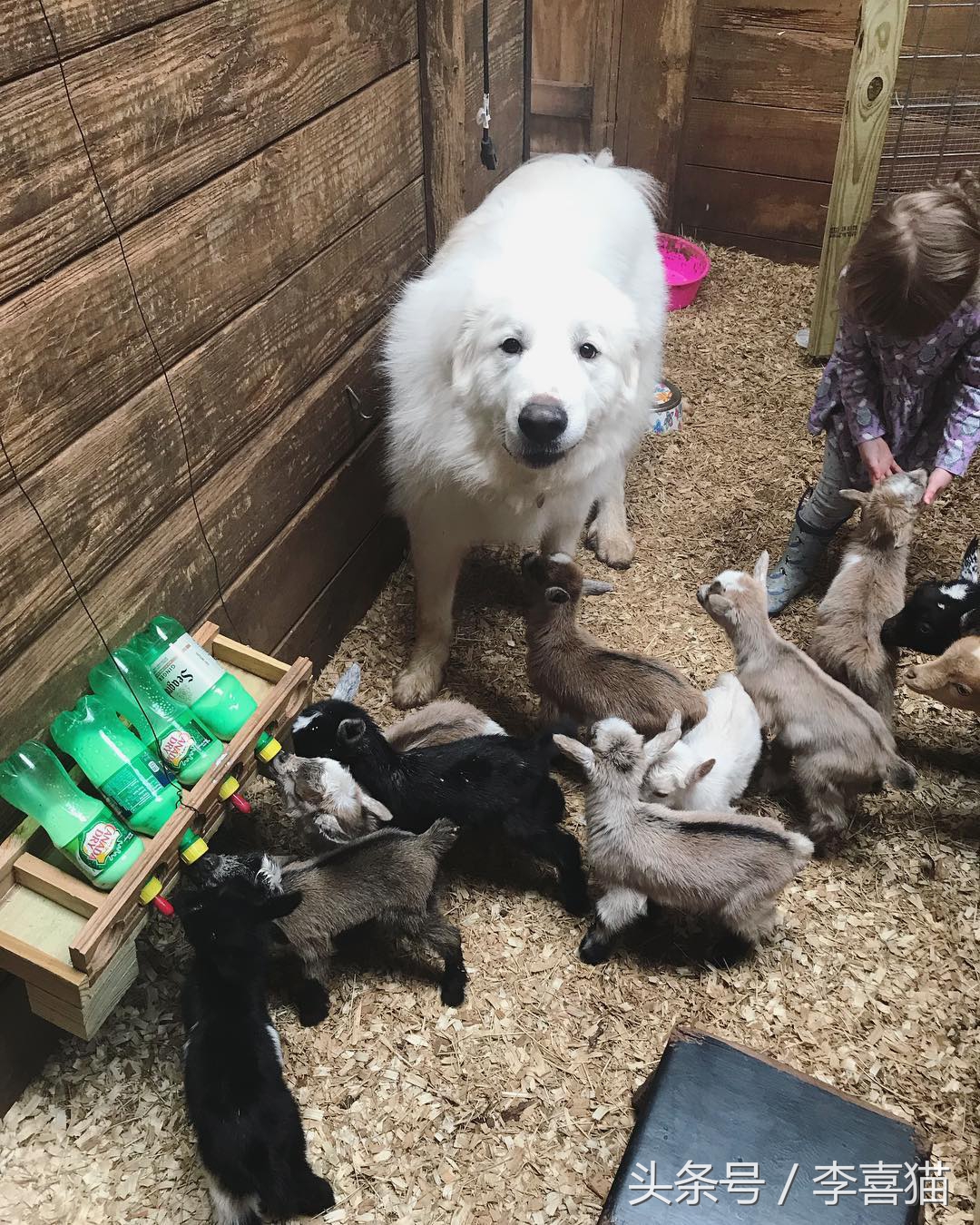 大白熊犬适合农村吗,大白熊犬适合放羊吗