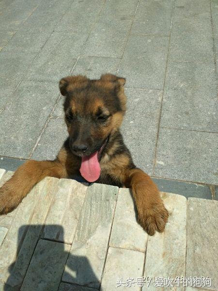 德牧串多少钱,德牧串值得入手吗