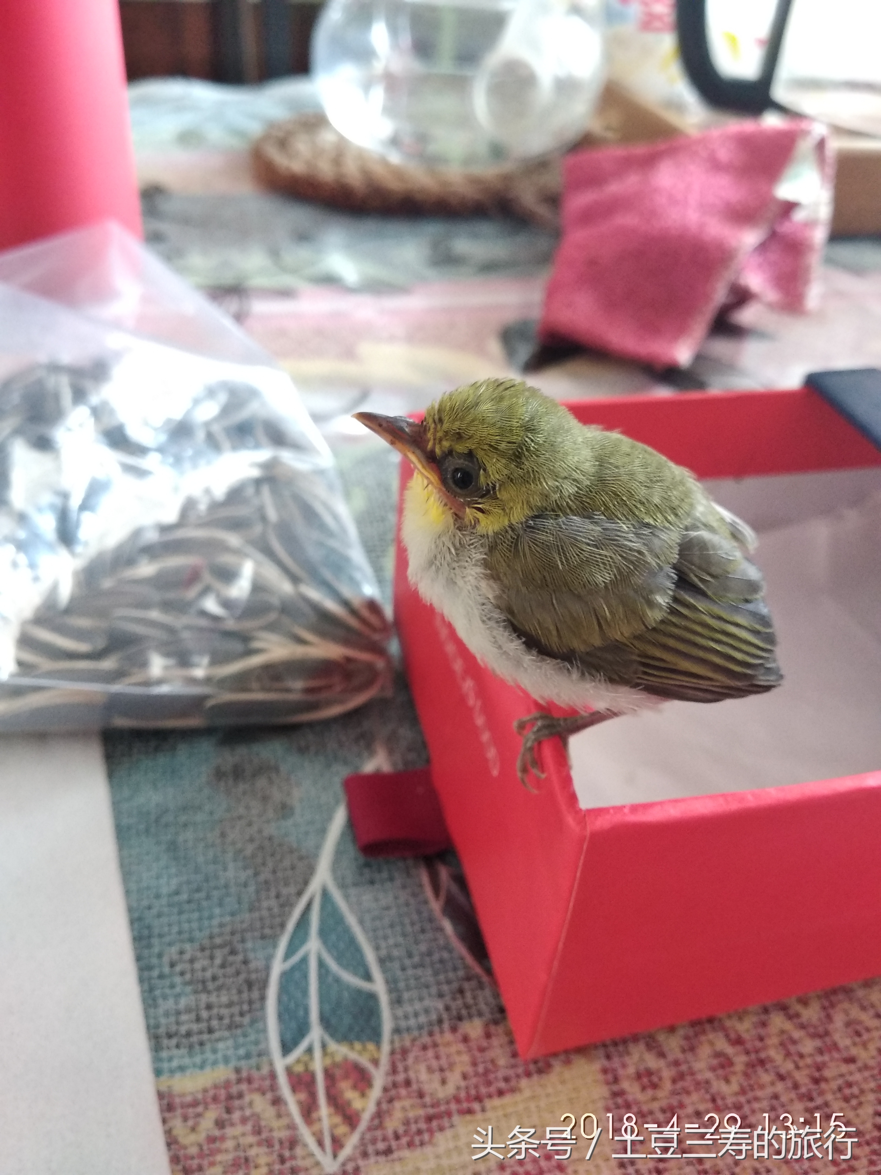 养雏鸟视频教程,怎么养雏鸟最好