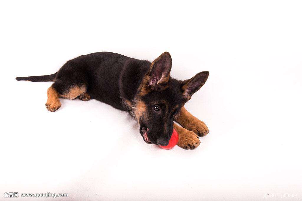 「涵姐说：德国牧羊犬」一篇详细介绍德牧/德国牧羊犬的文章