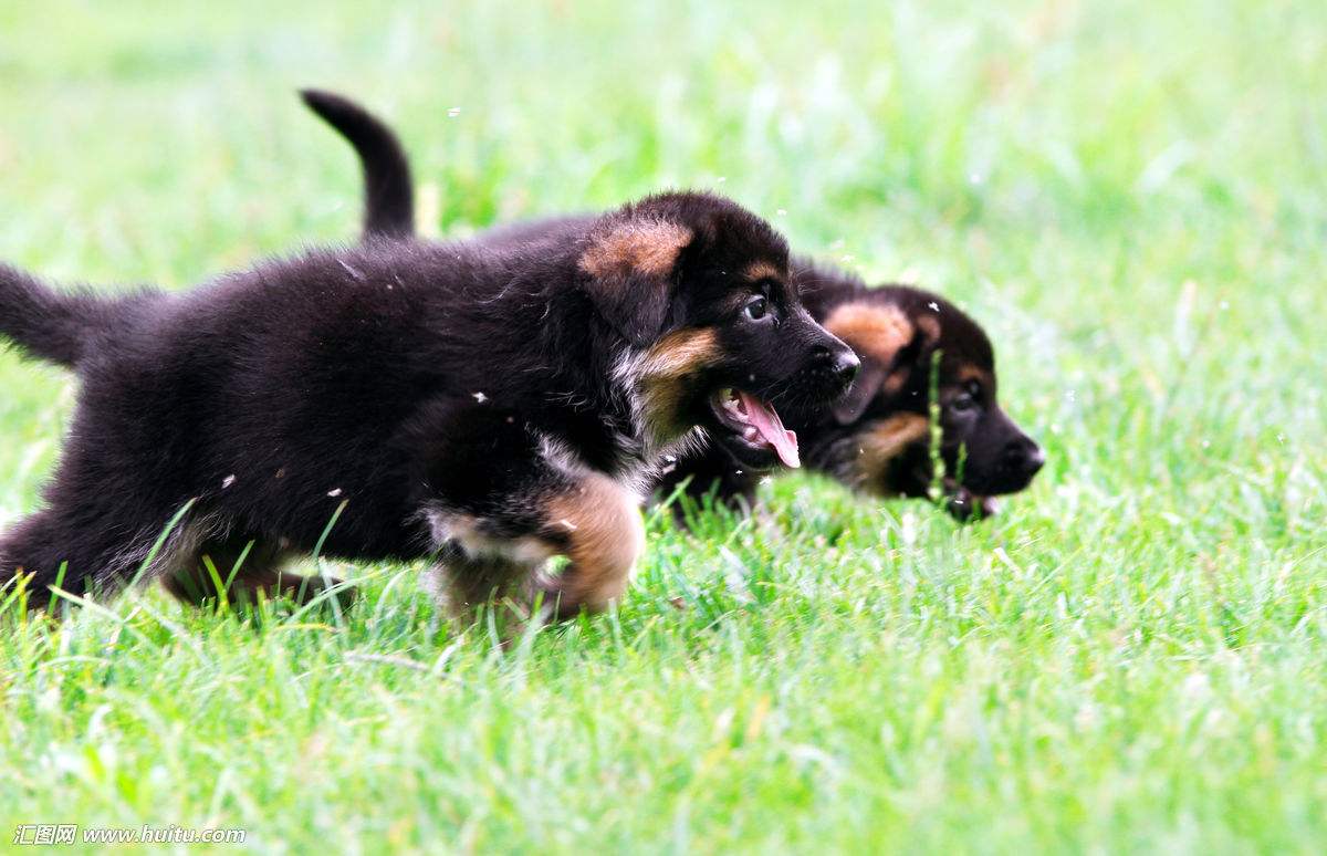 「涵姐说：德国牧羊犬」一篇详细介绍德牧/德国牧羊犬的文章