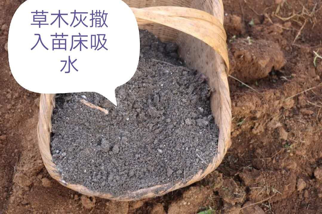 茄子苗发病用什么农药防治,茄子苗的病怎么治疗最好