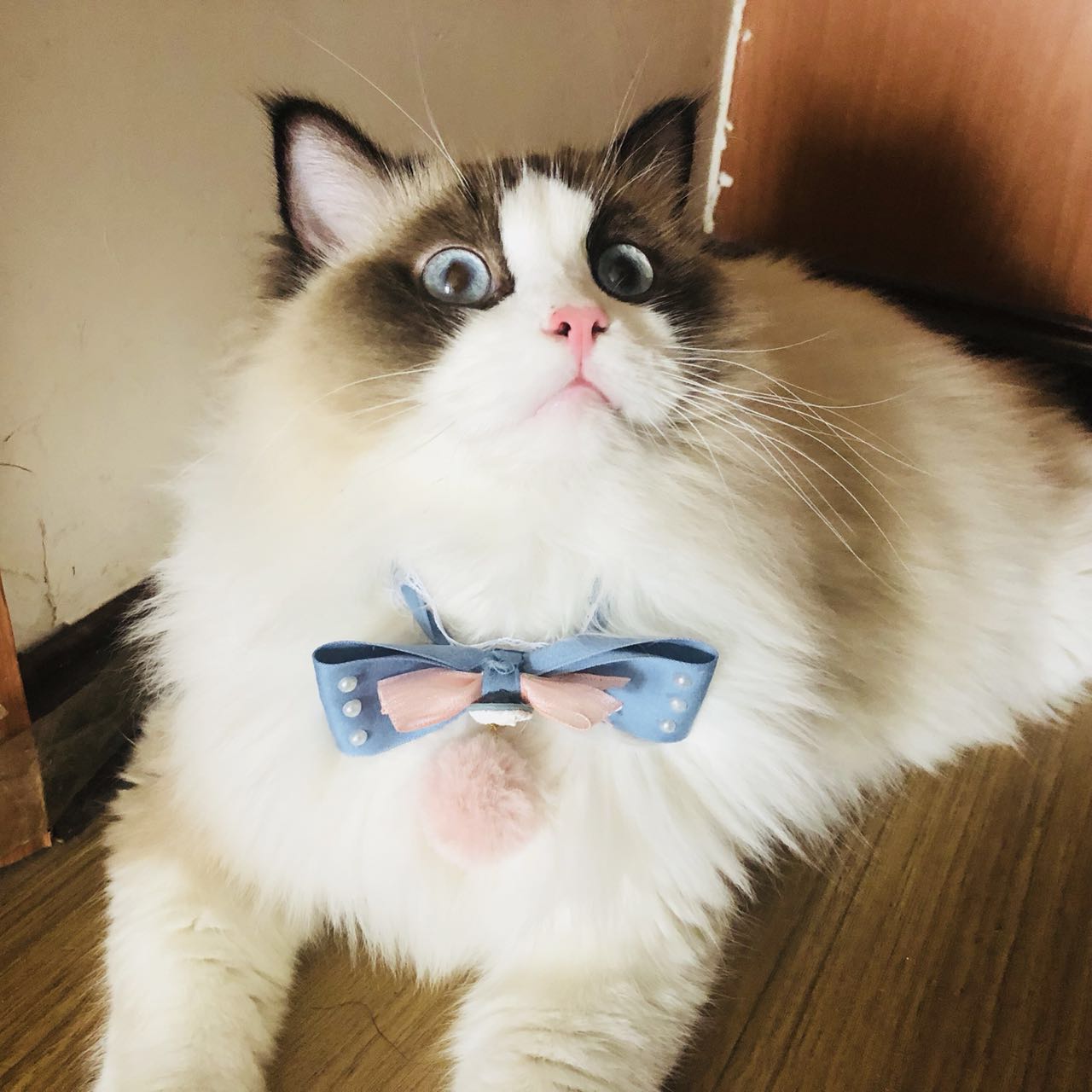 选购优秀布偶猫的五点经验,布偶猫的鉴别方法与选购知识要点