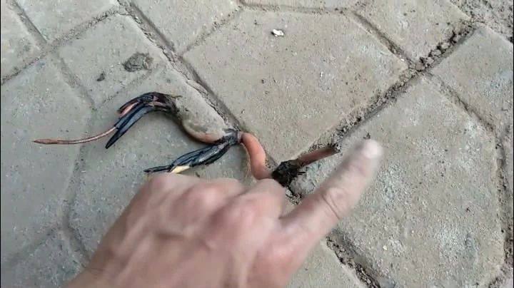 种碗莲教程视频,种碗莲怎么施肥