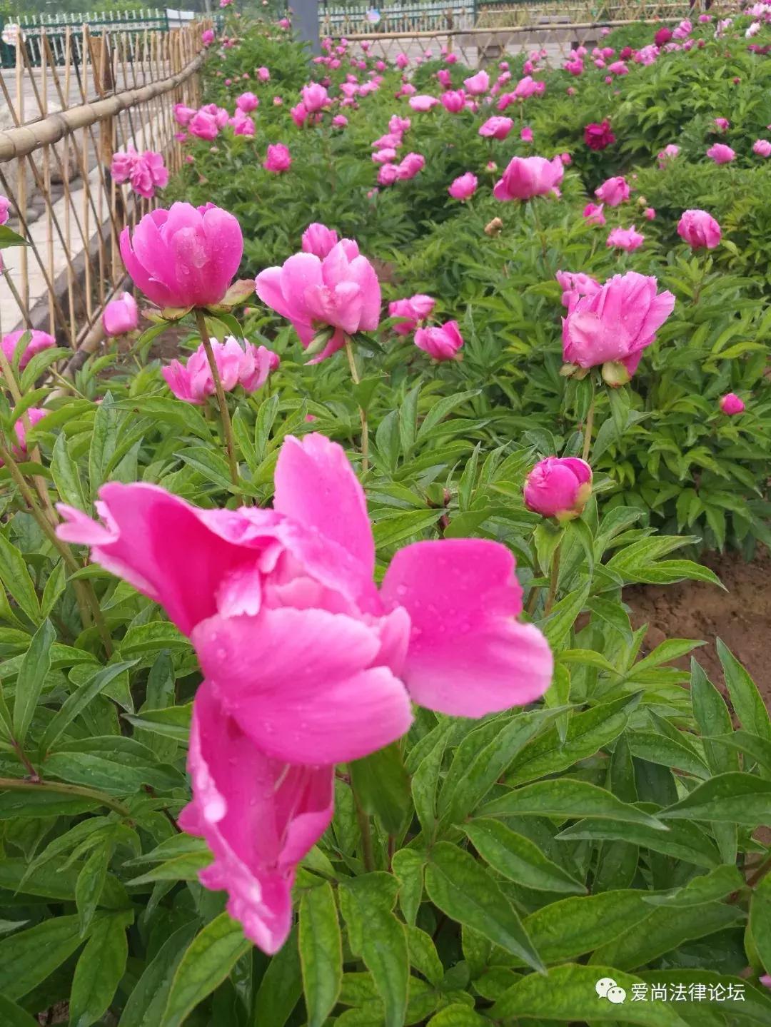 错过牡丹花开别再错过芍药花开了,这里花开静悄悄
