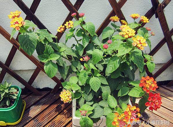 驱蚊子最有效的植物花草,能驱蚊的植物有哪些
