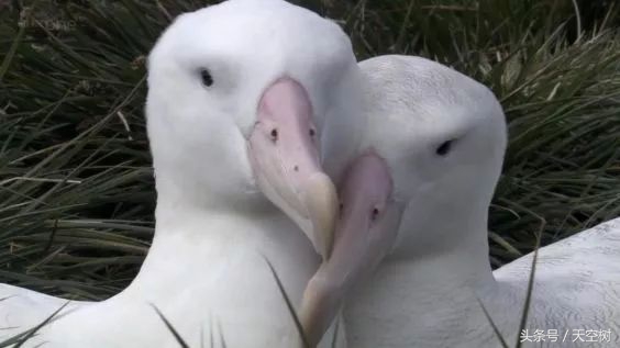 假期一定要给孩子看的20部纪录片,12部适合和孩子一起看的纪录片