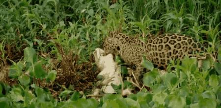 假期一定要给孩子看的20部纪录片,12部适合和孩子一起看的纪录片