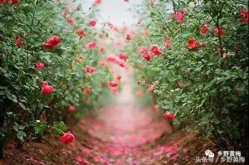 愿有岁月可回首宋亚轩,愿有岁月可回首录制