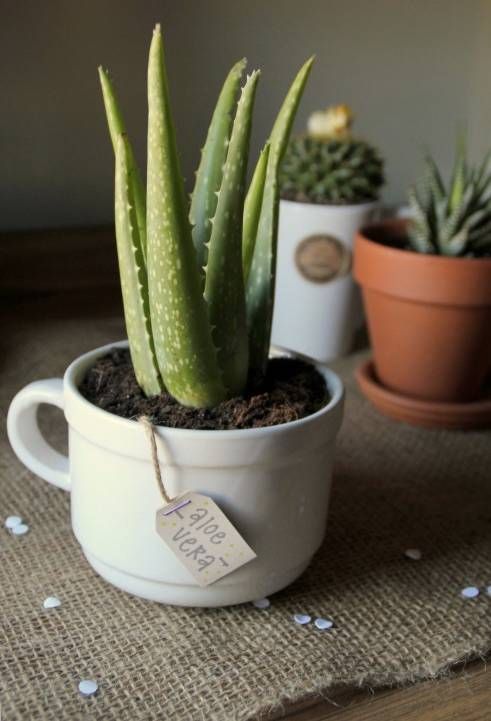 别再养吊兰了这些花比绿萝更漂亮,跟绿萝一样好养的植物