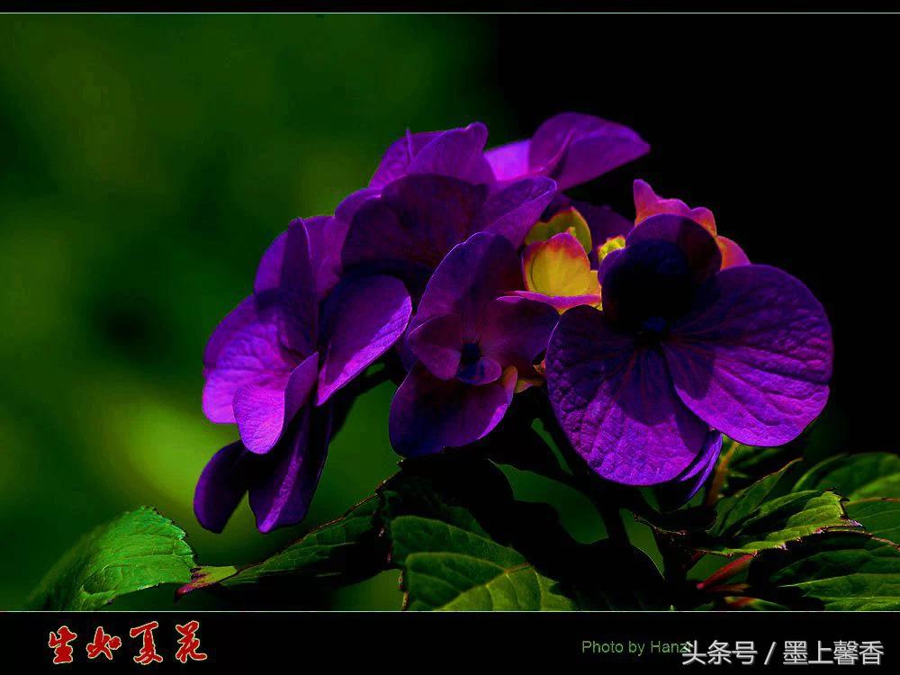 100种常见花语和图片大全,这些花语太美了建议收藏