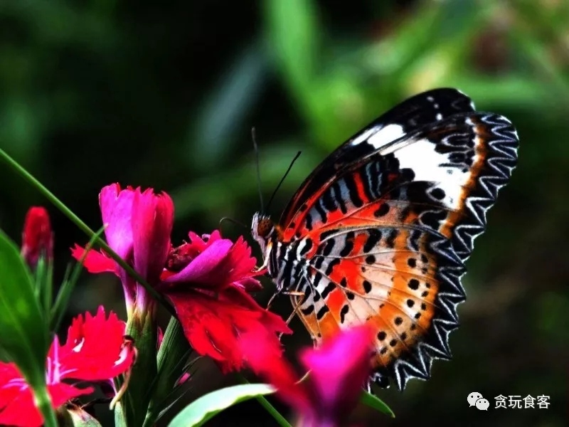 北京有哪些亲子农庄,北京市周边亲子农庄小动物