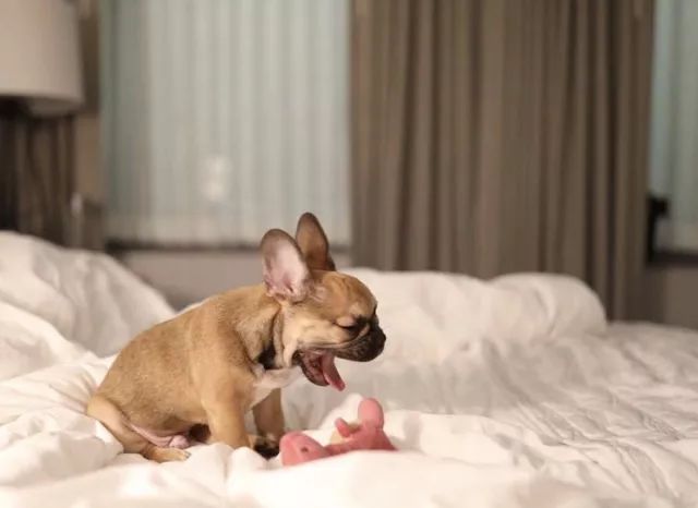 扒一扒萨摩耶宠物冷知识,狗剃刀过敏