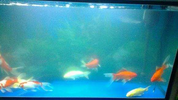 鱼缸放进鱼第二天水浑,鱼缸喂食后水浑怎么办