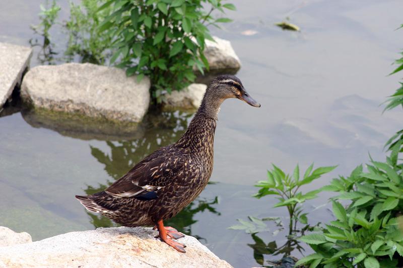 包君成小学语文作文范文,小学语文作文范文摘抄通用70篇