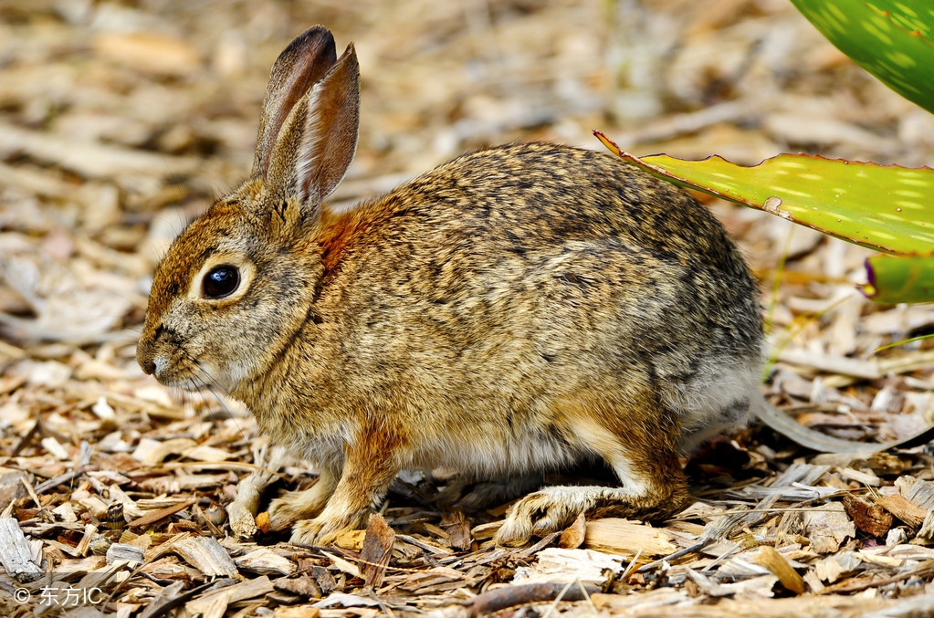 哪些养殖属于特种养殖,所有养殖项目有哪些