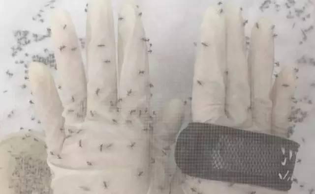 驱蚊产品大评测,老爸评测驱蚊电蚊香液