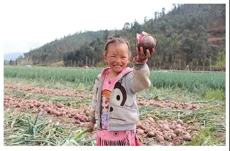 西昌20万吨洋葱在等待，与政府一起发力，别让洋葱相信眼泪！