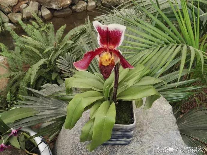 兰花品种兜兰,兰花草品种大全兜兰