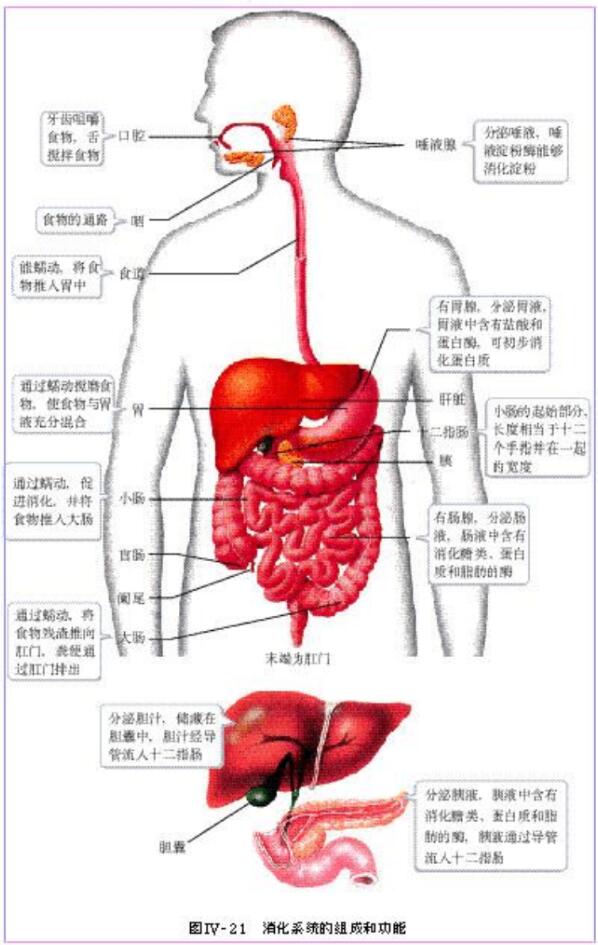 北师大版生物中考必背知识点,苏教版生物中考知识点总结填空版