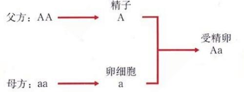 北师大版生物中考必背知识点,苏教版生物中考知识点总结填空版