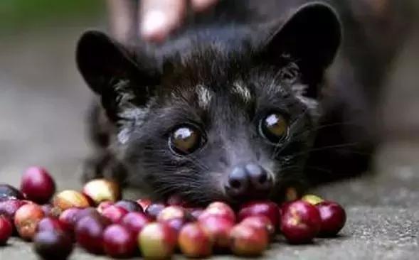 什么样的人会每天一杯咖啡,什么样的人会点外卖