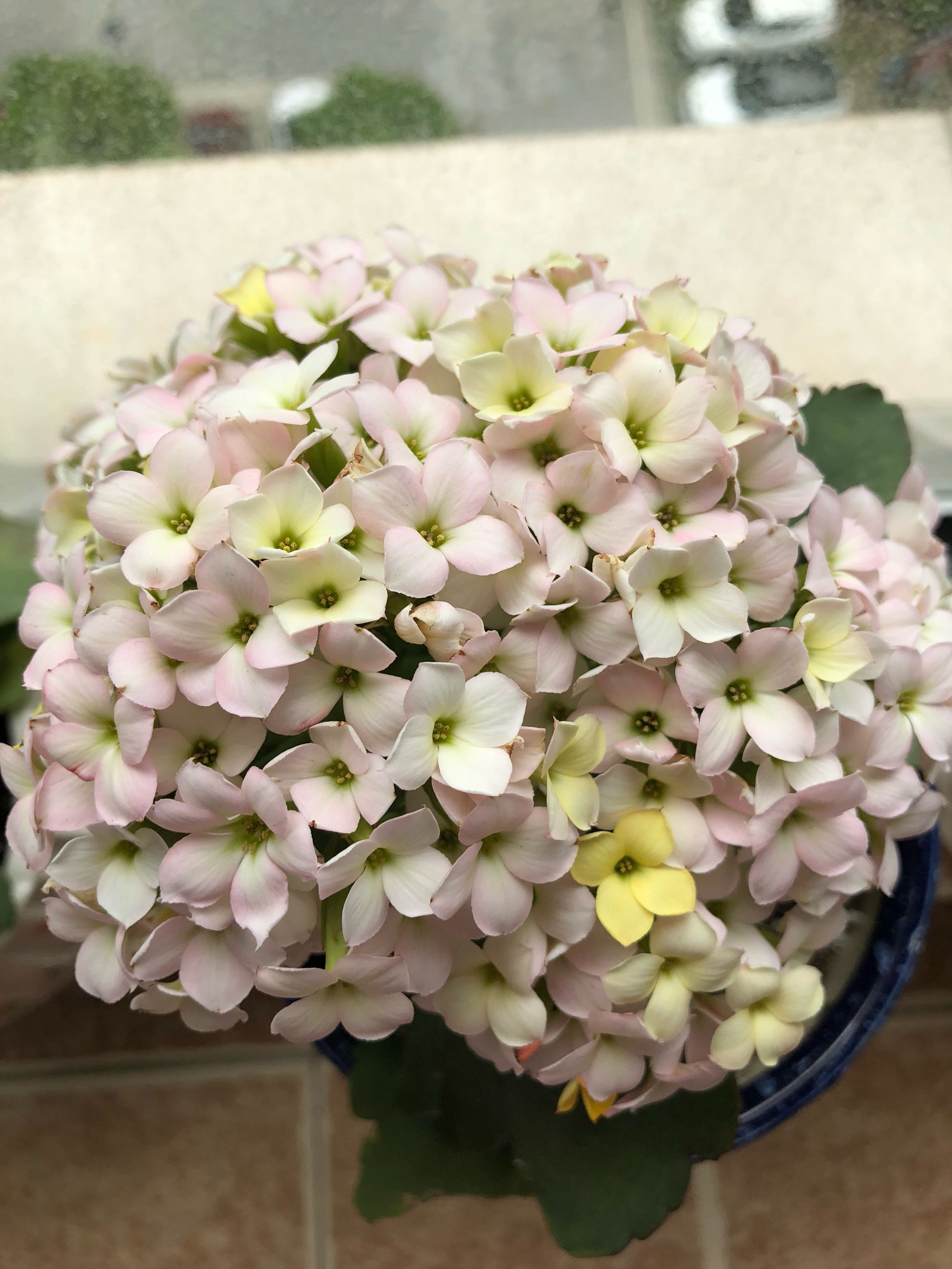 长寿花叶片又小又密集怎么办,长寿花叶子小而密开花少