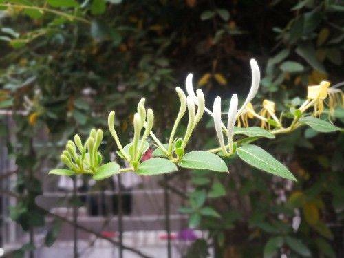 金花银花，因色、香、味、性俱佳，爬上枝头越过围栏，一看就喜欢