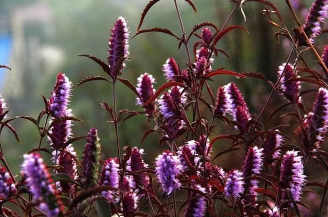 魏子昌经典诗词,魏子昌律诗全集