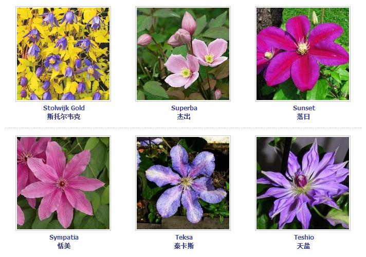 铁线莲爬藤花卉排名前十名,铁线莲哪个品种花最好看