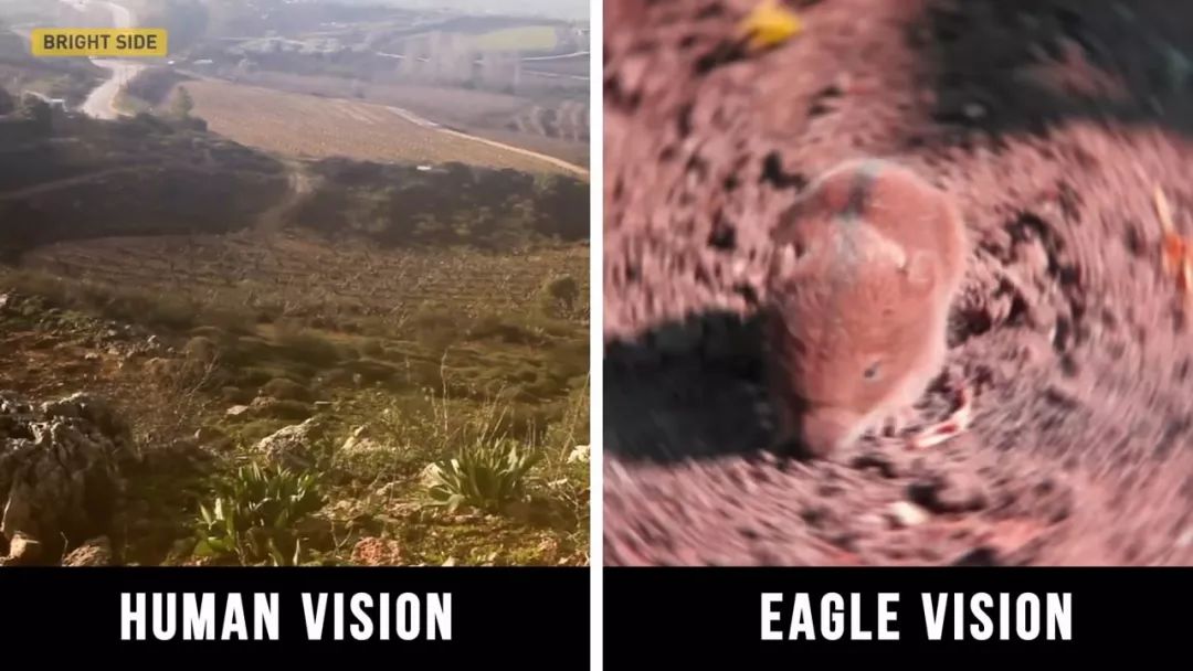 动物眼中的世界是什么样子的图片,动物眼里的世界长怎样