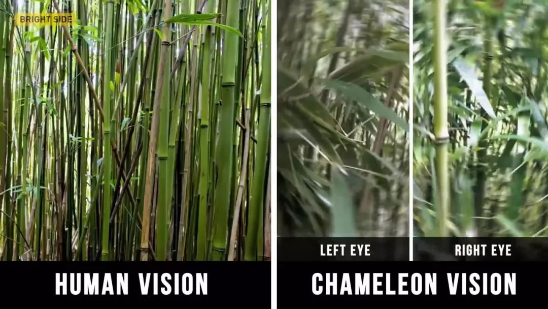 动物眼中的世界是什么样子的图片,动物眼里的世界长怎样