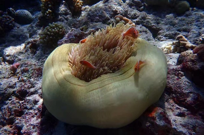 帕劳旅游的真实感受,中国可以去帕劳旅行吗