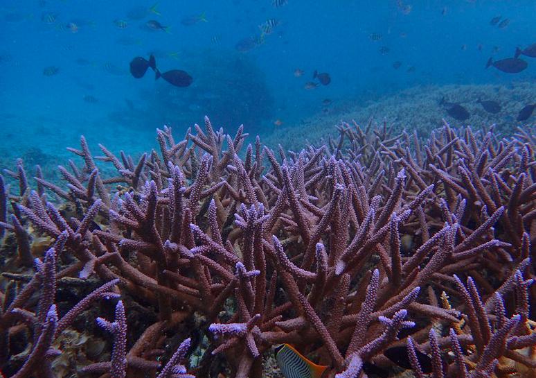 帕劳旅游的真实感受,中国可以去帕劳旅行吗