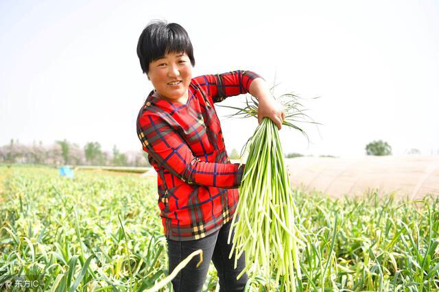 蒜薹免费送,苍山蒜薹免费送