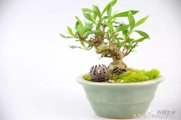 栀子花开美好如初,栀子花开花开盛夏