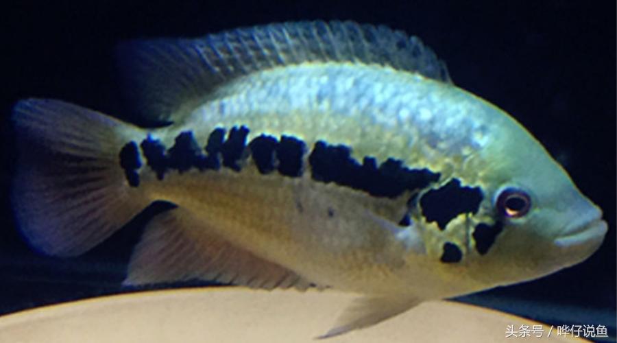 鹦鹉鱼爸爸妈妈跟孩子能一起养吗,鹦鹉鱼与罗汉鱼的区别