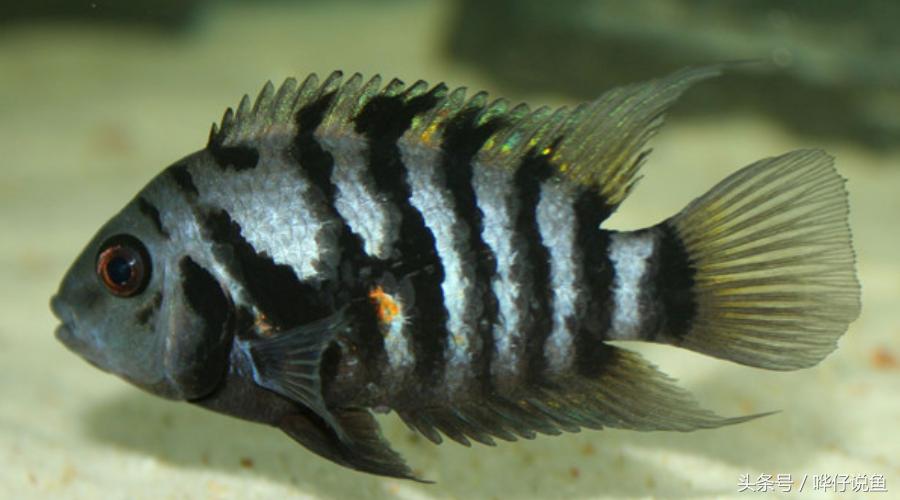 鹦鹉鱼爸爸妈妈跟孩子能一起养吗,鹦鹉鱼与罗汉鱼的区别