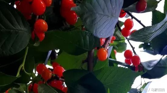 沈家村是什么样的,解码传统村落