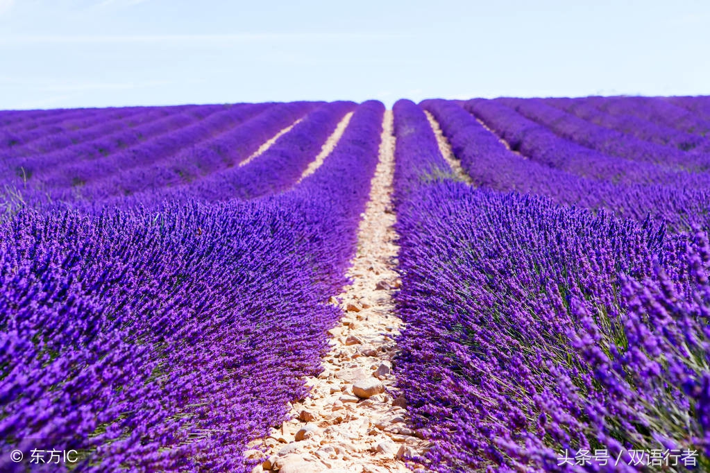 比较常见的花的英文名,各种美丽的花的英文名