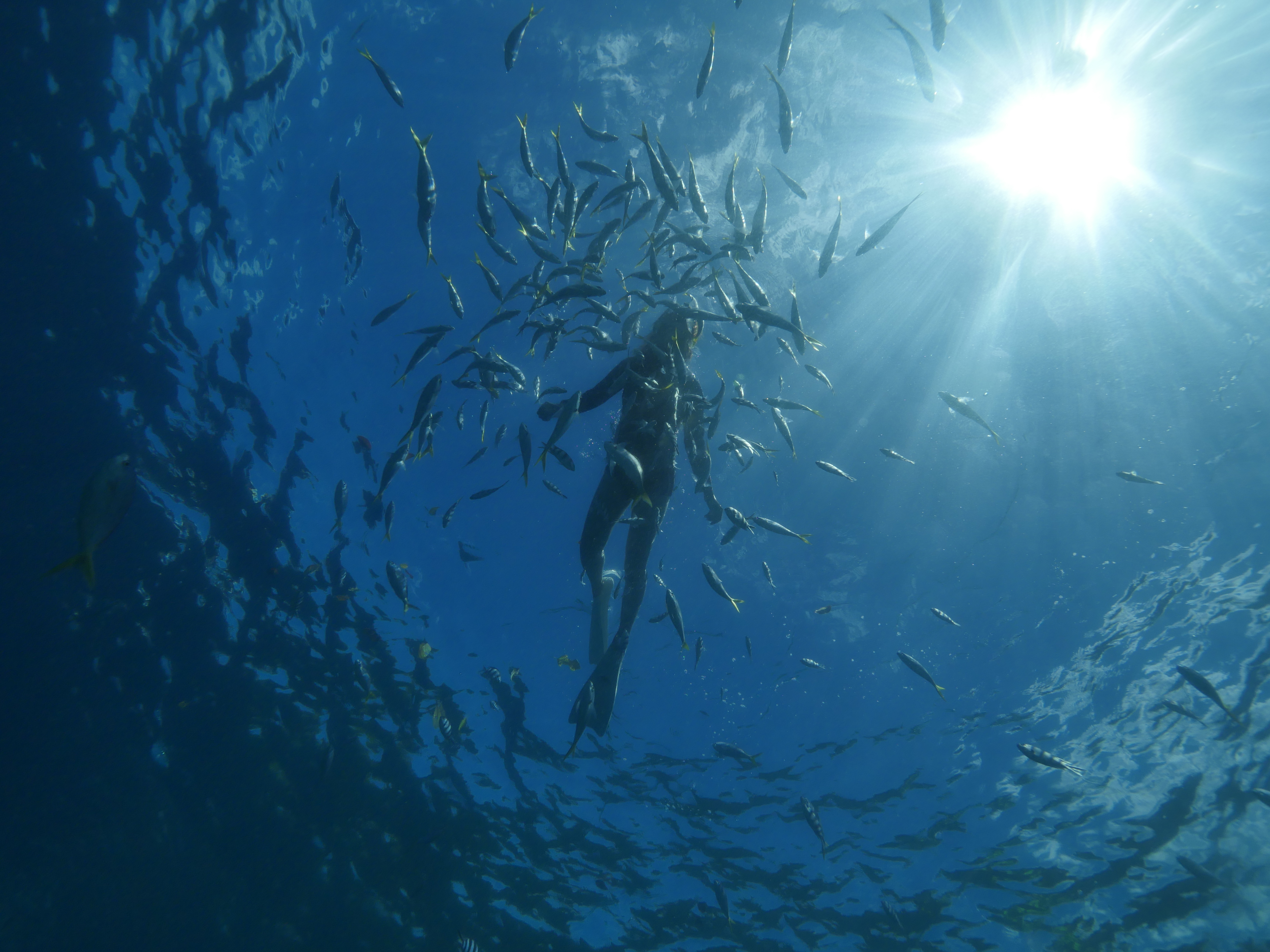 去帕劳玩是什么感觉,帕劳可以潜水吗