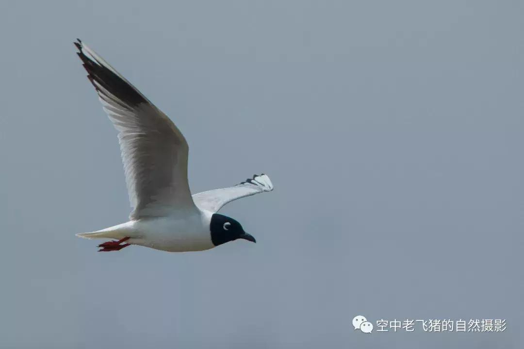 初夏时节，欣赏黑嘴鸥的浓情蜜意
