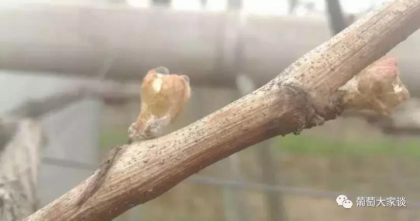 葡萄种植技术参考怎么种植,葡萄种植技术基本知识