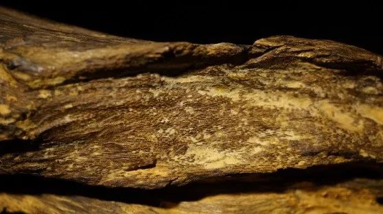 沉香与玉石都是树木形成的吗,沉香是什么木材形成的